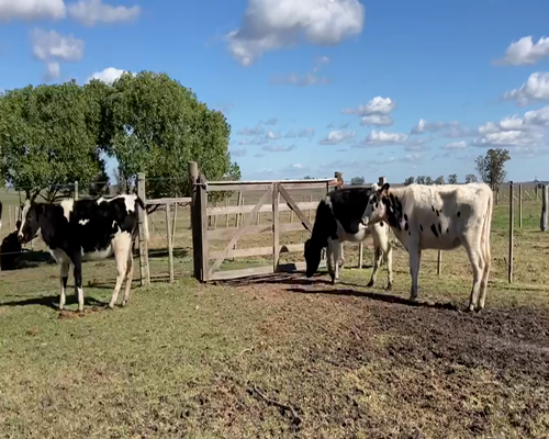Lote (Vendido)4 Terneras HO 260kg -  en PUNTAS DEL SAUCE