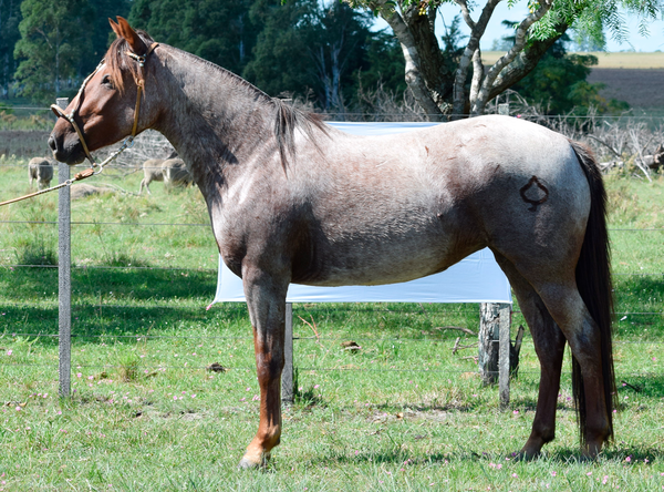 Lote AMALFITANA SAN TELMO