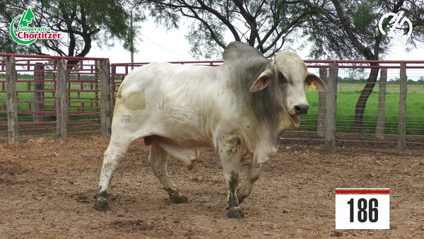 Lote Brahman