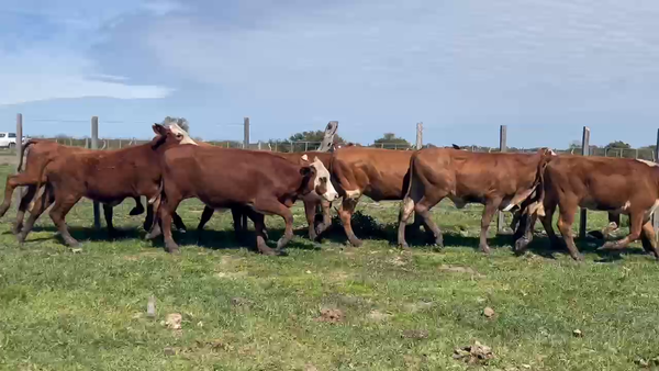 Lote 90 Terneras en Corrientes, Sauce