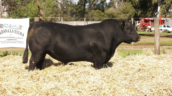 Lote TOROS PUROS CONTROLADOS