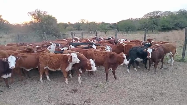 Lote 106 Terneros/as
