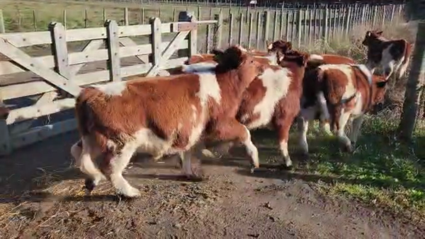 Lote 37 Ternero en Melipeuco, IX Región Araucanía