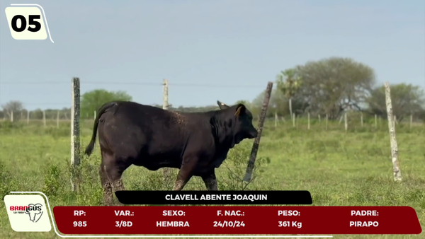 Lote LOTE 5 - JUNIOR