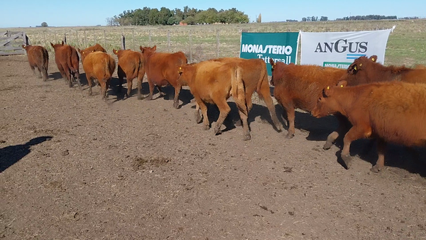 Lote 70 Terneros/as en Huanguelen