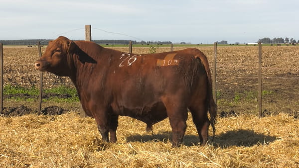 Lote Toros PC Colorado