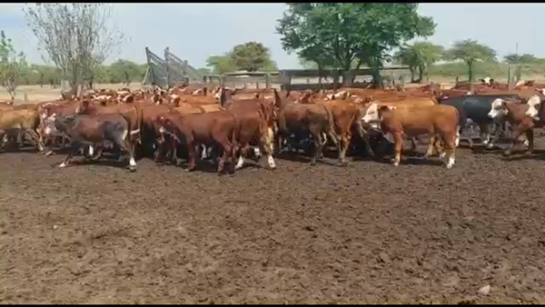 Lote 105 Terneros/as en Curuzú-Cuatiá, Corrientes