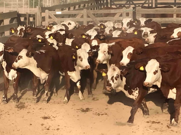 Lote 200 Terneros en Riacho He-He, Formosa