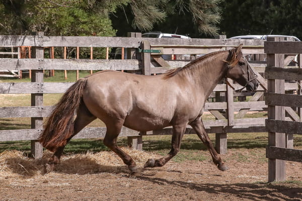 Lote FEDERAL CARMELA