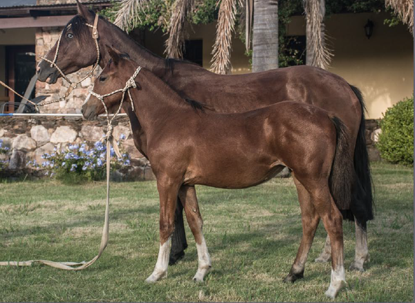 Lote ESTOPA DEL MAVIAL