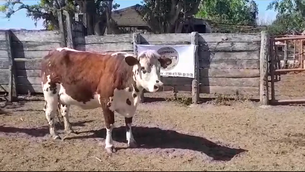 Lote VACA SN PARIDA