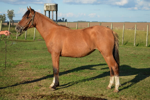 Lote CATANDUVA GRACIELA BORGES