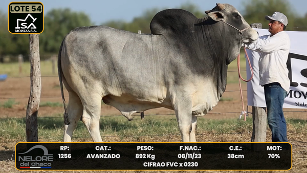 Lote LOTE 54
