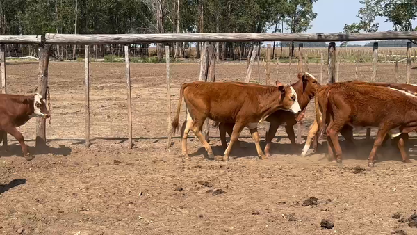 Lote 50 Terneros/as en Ituzaingó, Corrientes