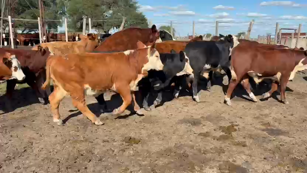 Lote 95 Terneras