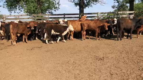 Lote 65 Terneras Cruza en Nuevo Torino, Santa Fe