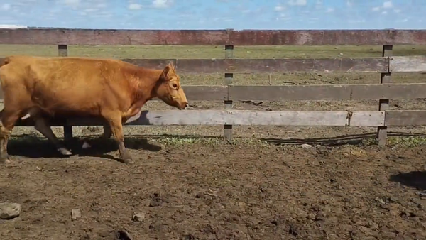 Lote Vacas Preñadas