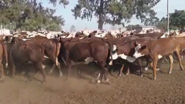Lote 150 Vaquillonas en Paso de Los Libres, Corrientes