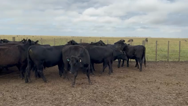 Lote 38 Vaquillonas C/ gtia de preñez en Laprida, Buenos Aires