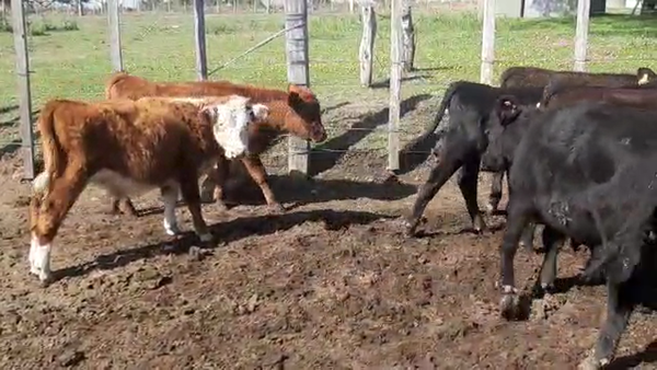 Lote 11 Terneras (9 Angus y 2 Hereford)