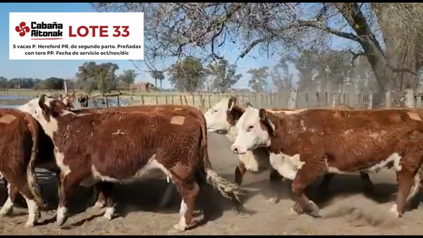 Lote "Cabaña Aitonak" VACAS P. HEREFORD PR DE SEGUNDO PARTO