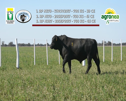 Lote TOROS BRANGUS "DON FELIPE"