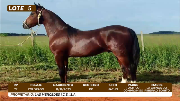 Lote LOTE 5- BOZAL