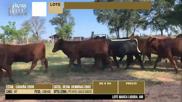 Lote LOTE 1 - 47 DESMAMANTES HEMBRAS CBO 2