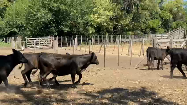 Lote 41 Terneras en Bolivar