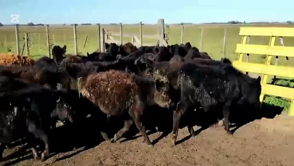 Lote 35 Terneros/as en Olavarria