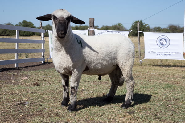 Lote OVINO HAMPSHIRE D. MACHO PP