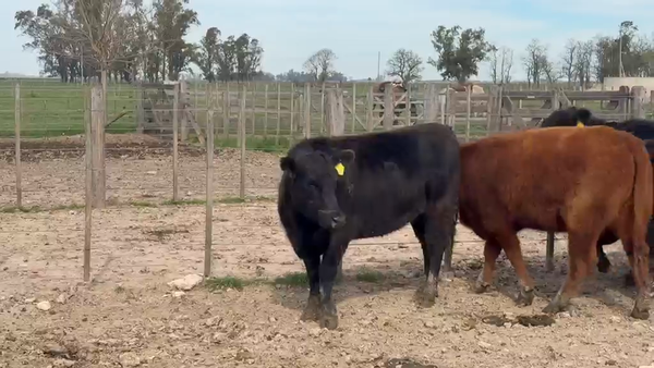 Lote 30 Vaquillonas preñadas