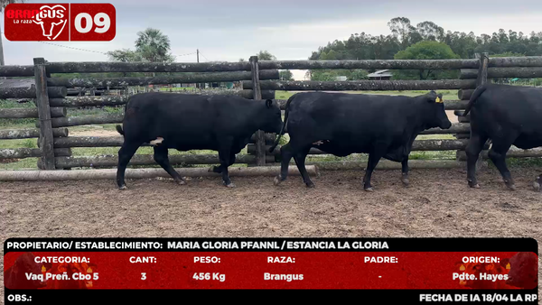 Lote LOTE 9 - EN VIVO