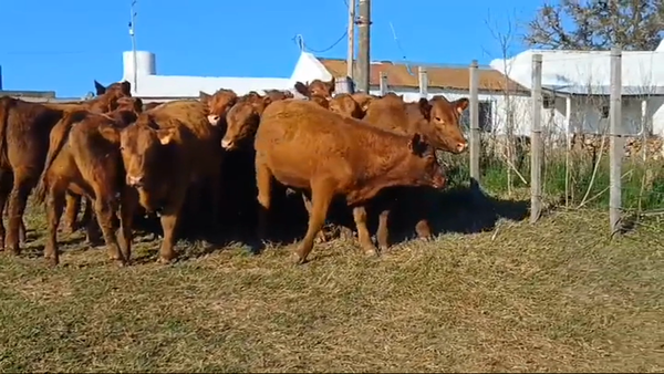 Lote 23 Terneros 22 RED ANGUS - 1 HE/ RA 280kg -  en BARRACAS COLORADAS