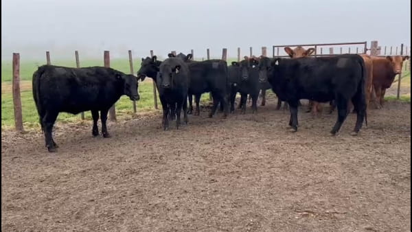 Lote EST. TRES MOLINOS: 9 vaquillas  negras MAS preñadas