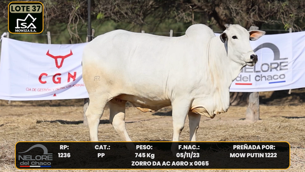 Lote LOTE 37