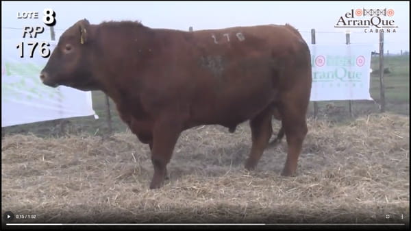 Lote 3 Toros Angus Colorados  - Santa Anita, Entre Rios