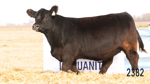 Lote Vaquillona