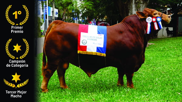 Lote Brangus a Bozal Expo 2022 RP 2279- Lote 18