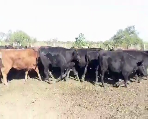 Lote 80 Novillitos en Ceibas, Entre Ríos