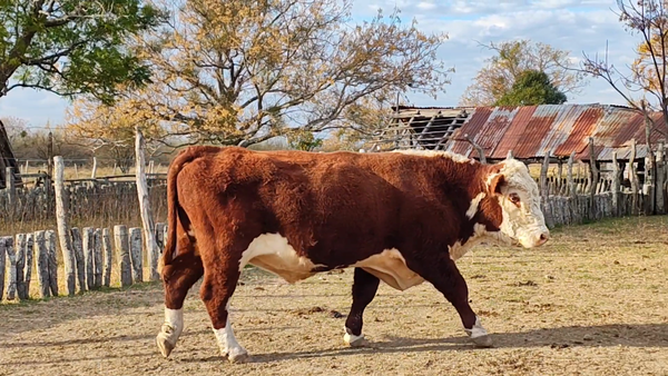 Lote 1 Toros de invernar