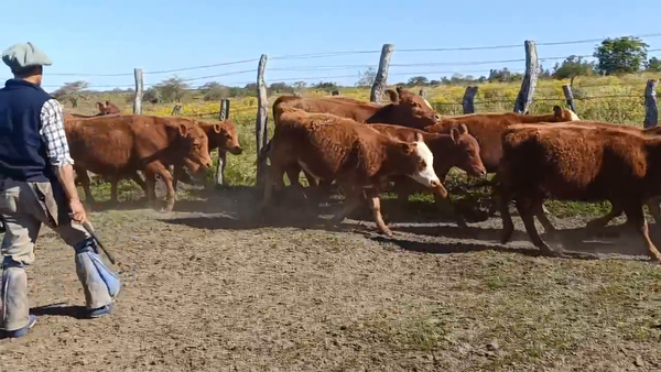 Lote 72 Terneras