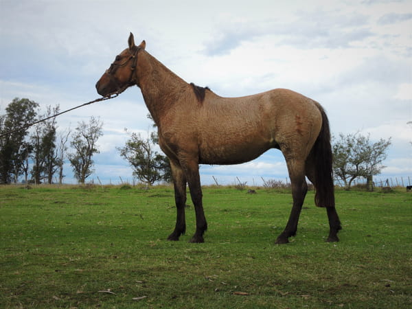 Lote REALEZA EL TACUARAL - R.P. 324