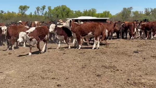 Lote 90 Novillitos y vaquillonas Angus negro y colorado, Hereford y cruzas en Col. Marina, Córdoba