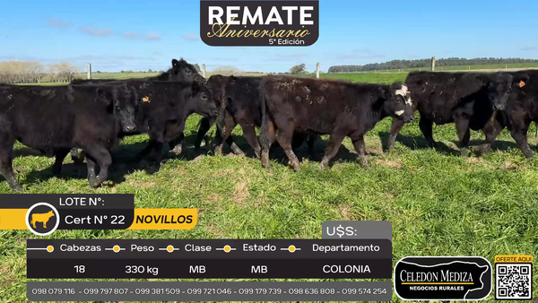 Lote 18 Novillos en Riachuelo, Colonia