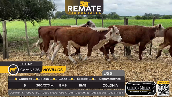 Lote 9 Novillos en Otra Localidad, Colonia