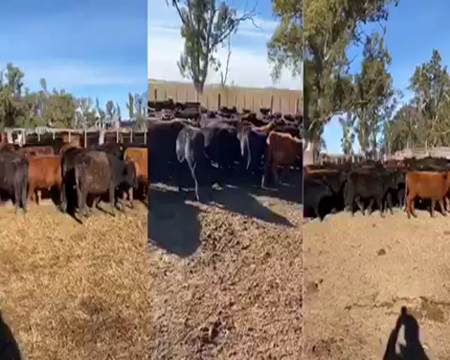 Lote 240 Terneros de 190kg en Roque Pérez, Buenos Aires