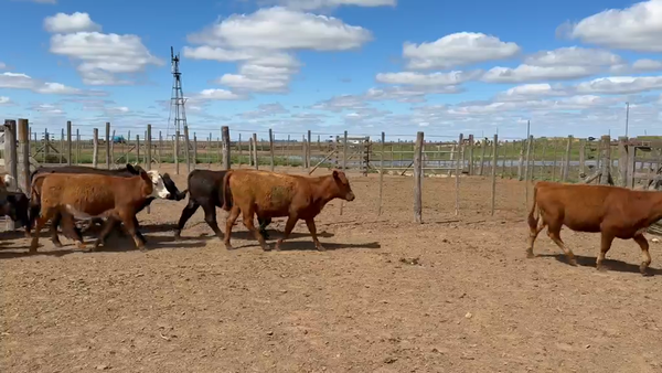 Lote 108 Terneros/as en Viamonte, Córdoba