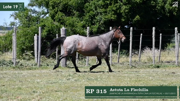 Lote Astuta La Flechilla