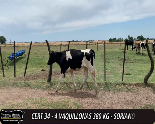 Lote 4 Vaquillonas 1 a 2 años HO 380kg -  en  - RUTA 96 KM 52 A 8 KM DE CAÑADA NIETO